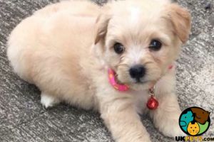 Shihpoo puppy wanted for fun loving family home