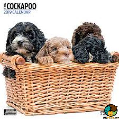 Cockapoo Online Ad