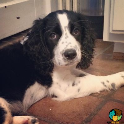 English Springer Spaniel Wanted in Great Britain