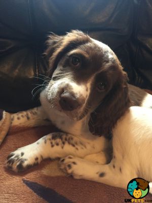 English Springer Spaniel Wanted in the UK