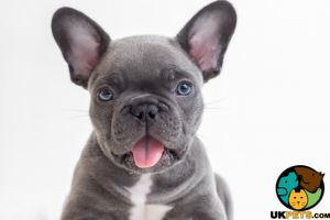 Wanted french bull dog