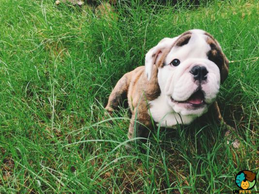 Bulldogs for Rehoming