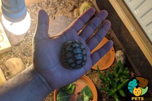 Tortoise for Rehoming