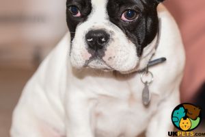 French bulldog puppy wanted for a family home