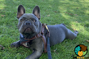 Looking for French Bulldog girl.
