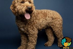 Cavapoos for Rehoming