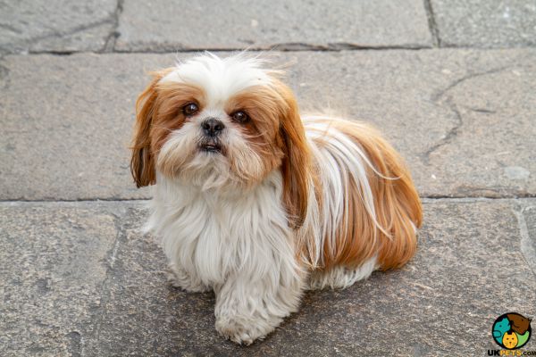 Shih Tzus for Rehoming
