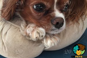Cavalier King Charles Puppy Wanted