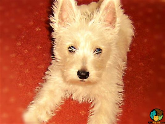 West Highland Terrier Wanted in Great Britain