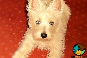I'm looking for a  Westie puppy girl
