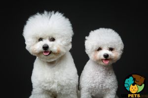 2 Bichon frise male pups wanted