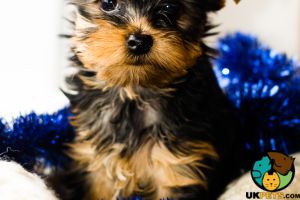 2 male Yorkie pups wanted