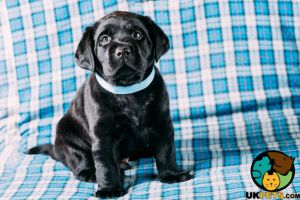 Labrador Puppy wanted