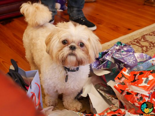 Shih Tzu Wanted in the UK