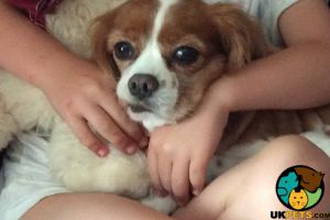 Cavalier King Charles Spaniel Wanted
