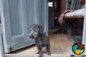 Bedlington Whippet puppy wanted