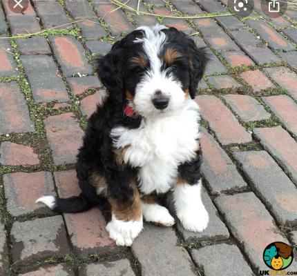 Bernedoodle Wanted in Great Britain