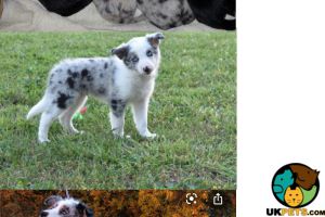 Cute Border Collie Wanted