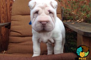 Shar Pei puppy wanted