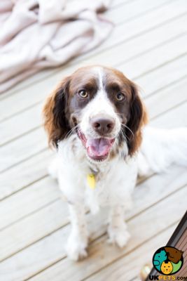 English Springer Spaniel Wanted in Great Britain