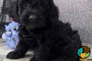 WANTED cockapoo male