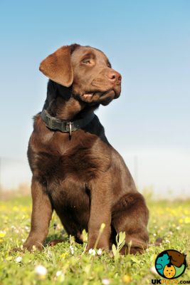 Labrador Retriever Wanted in the UK