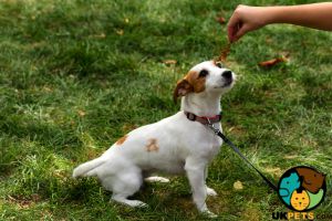 Jack Russell for Rehoming