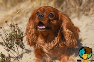 Cavalier King Charles Spaniel Wanted in Lodon