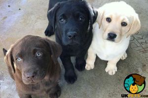 Labrador Puppy wanted in our family! ASAP
