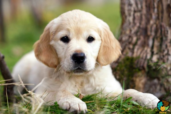 Golden Retriever Wanted in Great Britain