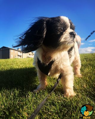 Shih Tzu Wanted in the UK