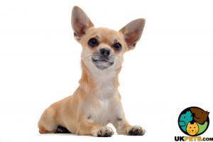 Cute Chihuahua Wanted