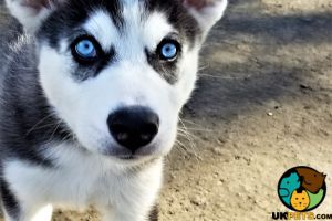WANTED Female Husky Pup