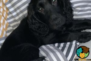 Working cocker spaniel puppy wanted !!