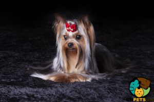 Yorkshire Terrier Wanted in Lodon