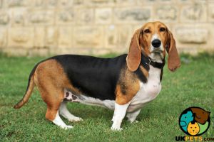 Basset hound wanted