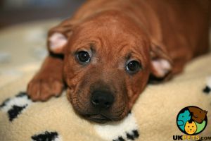 Female Staffordshire Bull terrier pup wanted