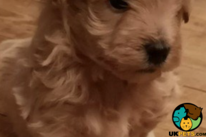 Looking to buy Pomapoo Puppy Apricot