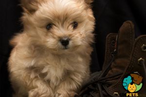Pomeranian x poodle puppy wanted!