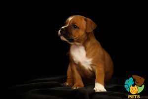 Wanted Staffordshire bull terrier