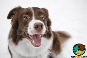 Border Collie Wanted in Lodon