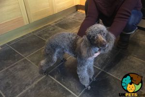 Toy Poodle For Stud in Great Britain