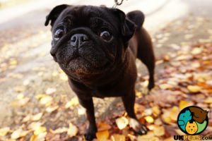 PUG PUPPY WANTED