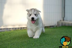 LOOKING FOR HUSKY PUPPY
