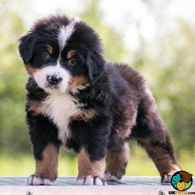 Cute Bernese Mountain Dog Wanted