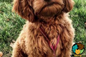 Cockapoo Wanted in the UK