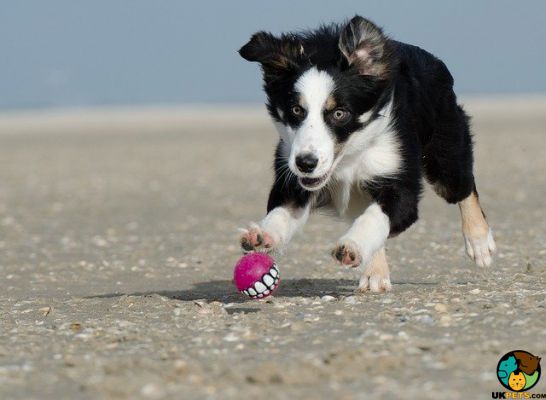 Available Border Collies