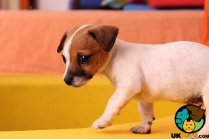 Jack Russell Wanted in the UK