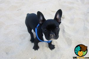 French Bulldogs Wanted