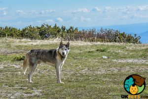 Siberian Husky Wanted in Great Britain